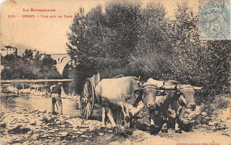 Carte postale ancienne Ceret Vue Sur Le Tech (attelage de boeufs à Céret