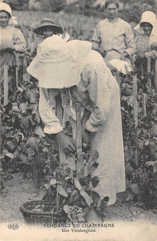Carte postale ancienne Vendange En Champagne Une Vendangeuse