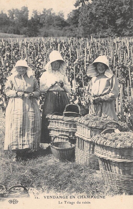 Carte postale ancienne Vendanges En Champagne Triage Du Raisin