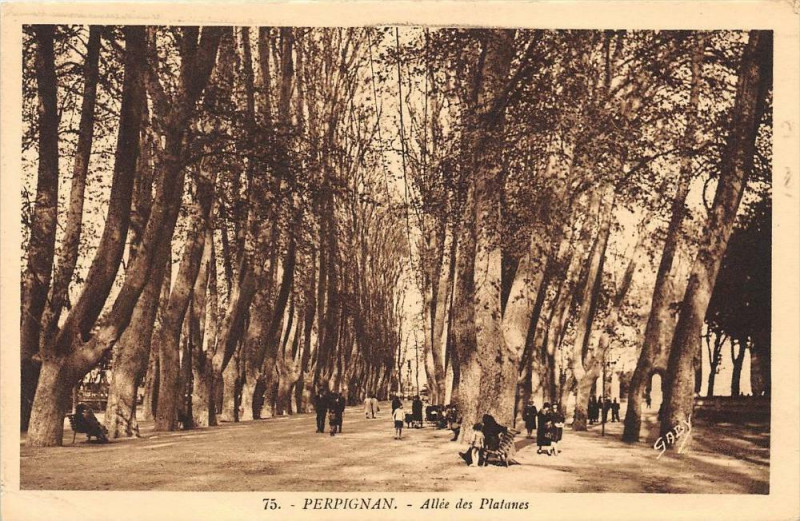 Carte postale ancienne Perpignan Allee Des Platanes à Perpignan