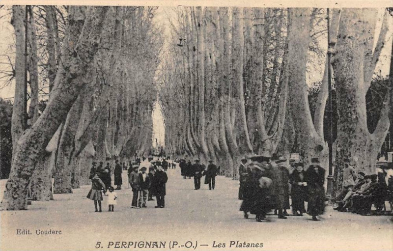 Carte postale ancienne Perpignan Les Platanes à Perpignan