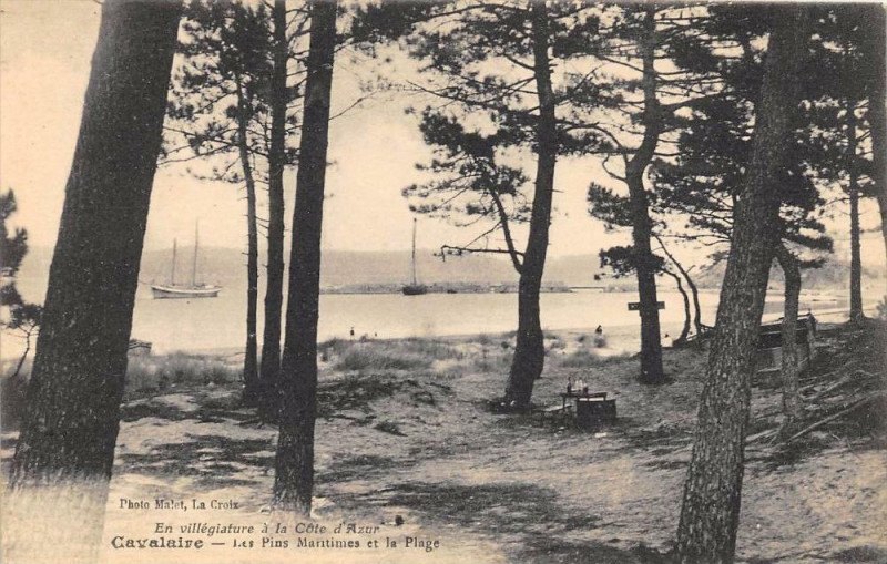 Carte postale ancienne Cavalaire Les Pins Maritimes Et La Plage