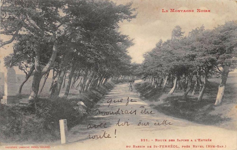 Carte postale ancienne Route Des Sapins A L'Entree De Saint Ferreol