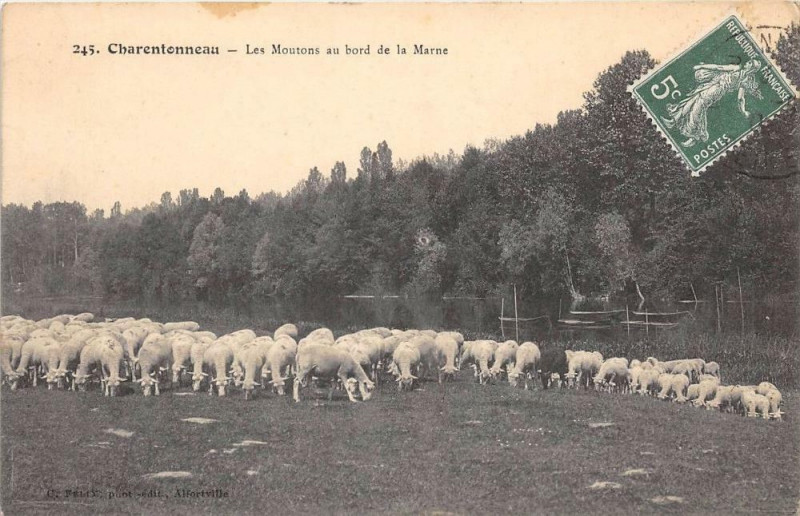 Carte postale ancienne Charentonneau Les Moutons Au Bord De La Marne