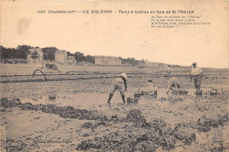 Carte postale ancienne Ile D'Oleron Parcs A Huitres En Face DeSaint-Trojan