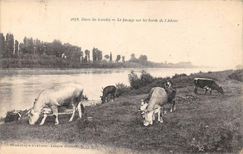 Carte postale ancienne Dans Les Landes Le Pacage Sur Les Bords De L'Adour