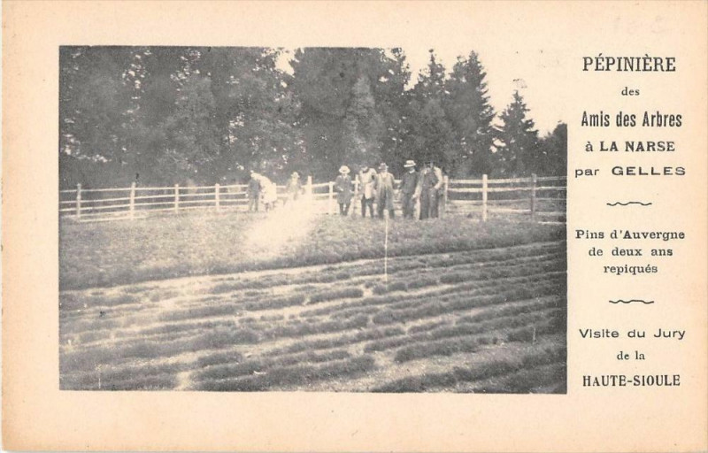 Carte postale ancienne Pepiniere Des Amis Des Arbres A La Narse Par Gelles Visite Du Jury à Gelles