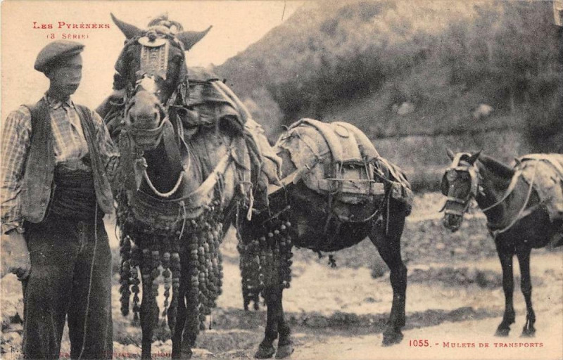 Carte postale ancienne Les Pyrenees Mulets De Transports à Py