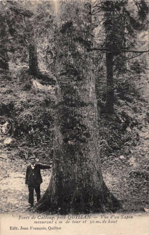 Carte postale ancienne Foret De Callong Pres Quillan Vue D'Un Sapin à Quillan