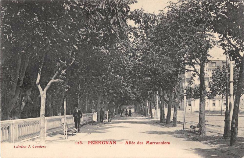 Carte postale ancienne Perpignan Allee Des Marronniers à Perpignan