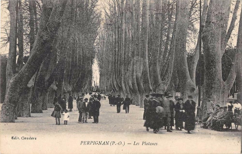 Carte postale ancienne Perpignan Les Platanes à Perpignan