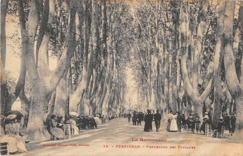 Carte postale ancienne Perpignan Promenade Des Platanes à Perpignan