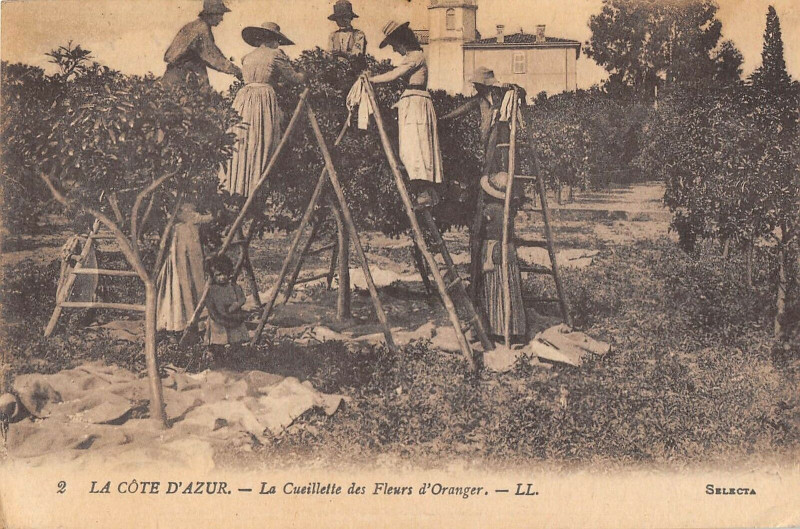 Carte postale ancienne La Cote D'Azur La Cueillette Des Fleurs D'Orangers