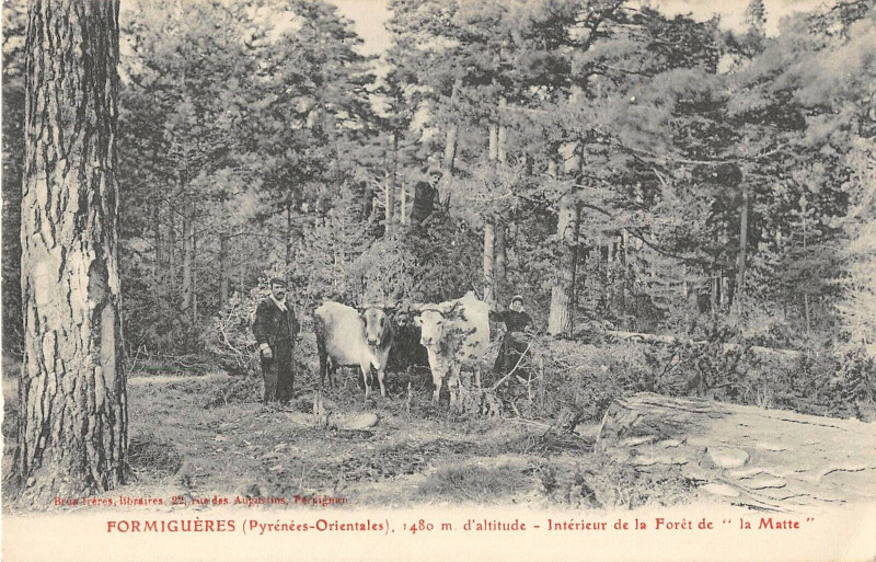 Carte postale ancienne Formigueres Interieur De La Foret De La Matte à Formiguères
