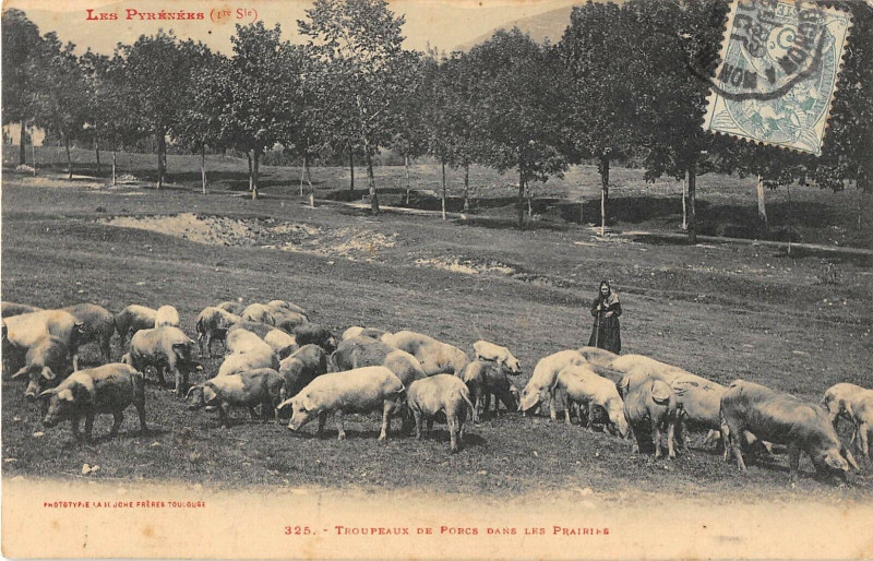 Carte postale ancienne Troupeaux De Porcs Dans La Prairie