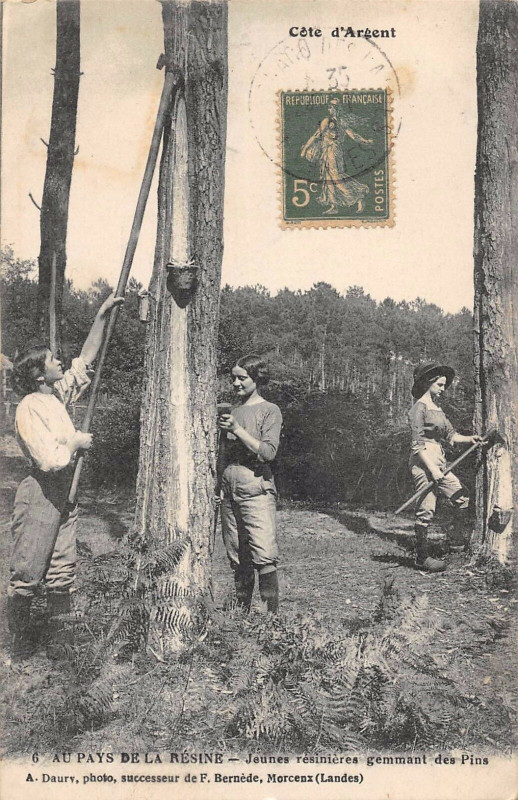 Carte postale ancienne Au Pays De La Resine Jeunes Resinieres Gemmant Le Pins à Mant