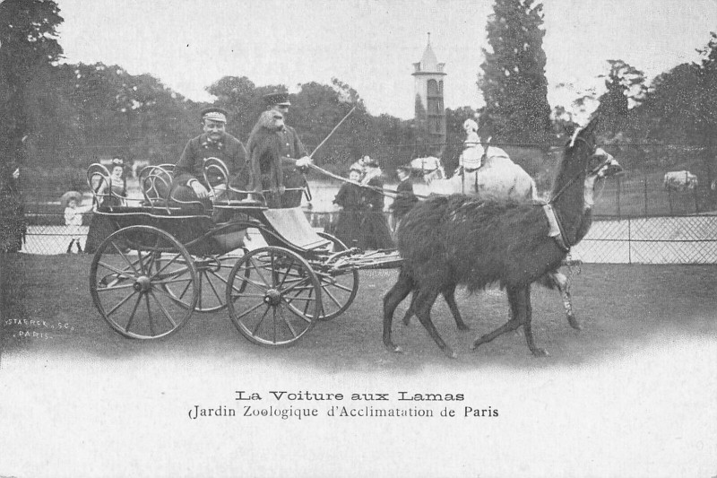 Carte postale ancienne La Voiture aux Lamas - Jardin Zoologique d'Acclimatation de Paris à Neuilly-sur-Seine