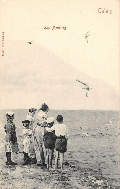 Carte postale ancienne Calais Les Mouettes  (dos non divisé) à Calais