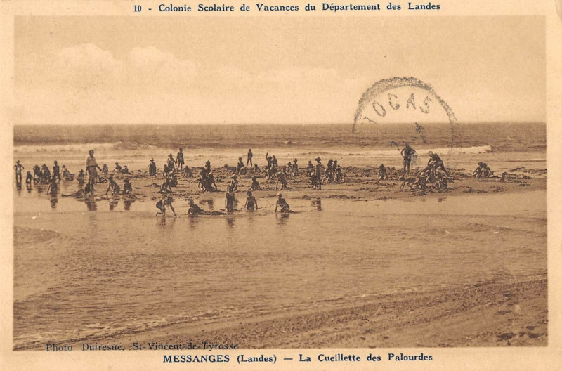 Carte postale ancienne Messanges La Cueillette Des Palourdes à Messanges