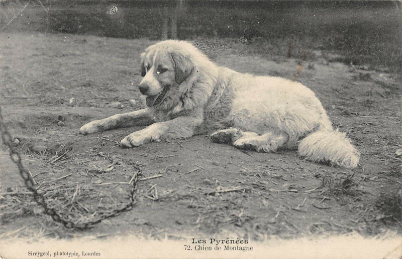 Carte postale ancienne Les Pyrenees Chien De Montagne à Mont