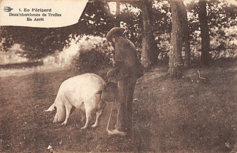 Carte postale ancienne En Perigord Deux Chercheurs De Truffes En Arret