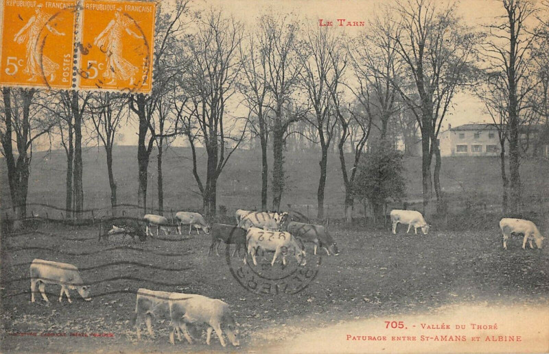 Carte postale ancienne Vallee Du Thore Paturage Entre Saint-Amans Et Albine à Albine
