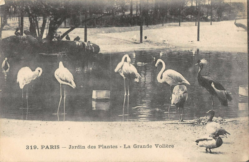 Carte postale ancienne Paris Jardin Des Plantes La Grande Voliere à Paris