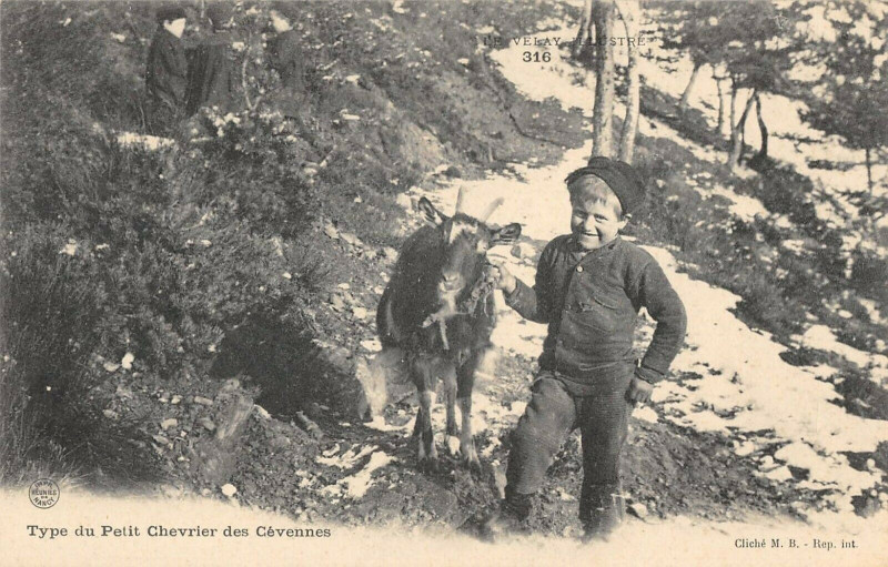 Carte postale ancienne Type De Petit Chevrier Des Cevennes