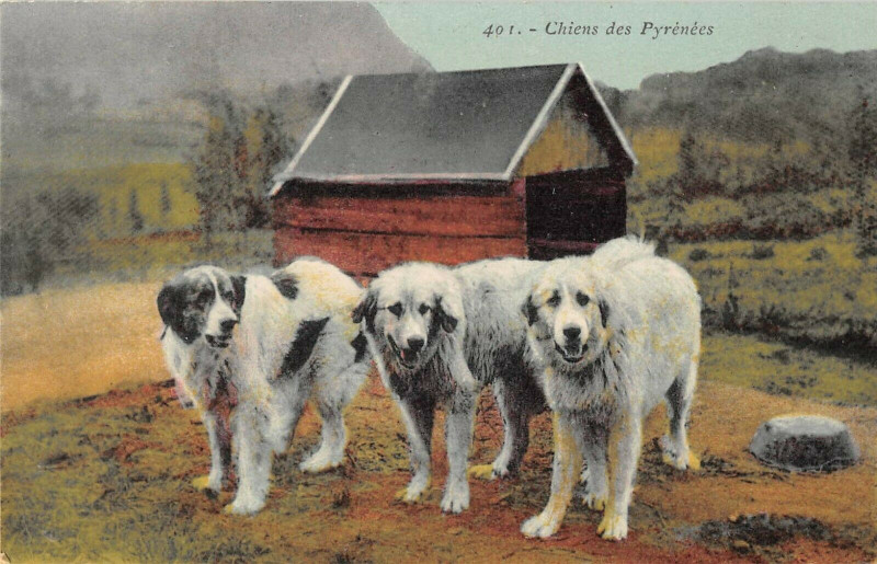 Carte postale ancienne Chien Des Pyrenees