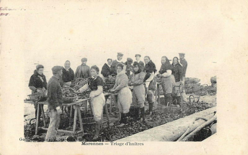 Carte postale ancienne Marennes Triage D'Huitres