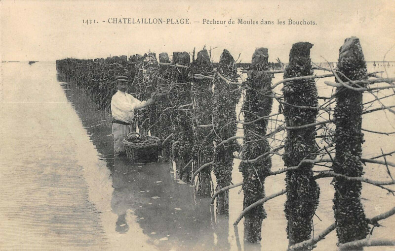 Carte postale ancienne Chatelaillon Plage Pecheur De Moules Dans Les Bouchots