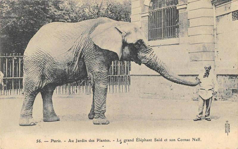 Carte postale ancienne Paris 5e Au Jardin Des Plantes Le Grand Elephant Said Et Son Cornac Neff à Paris 5e