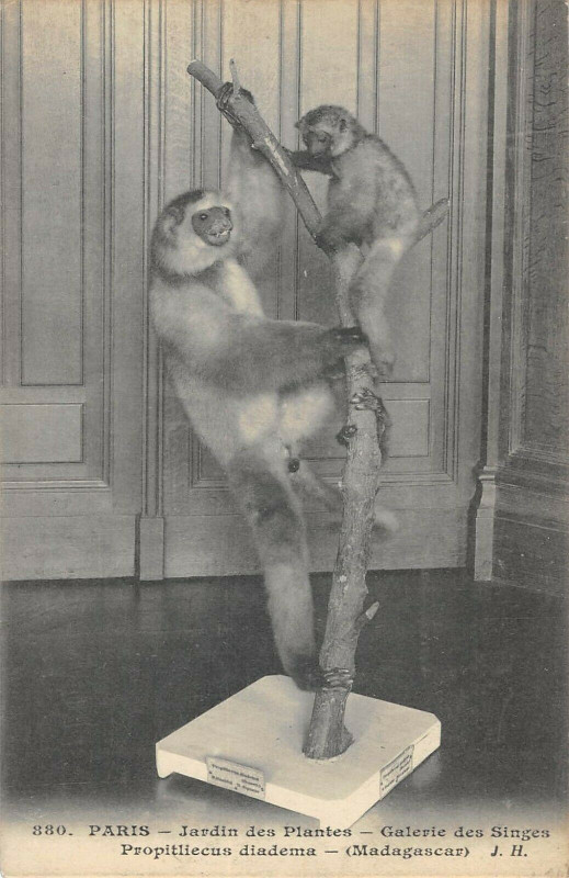 Carte postale ancienne Paris 5e Jardin Des Plantes Galerie Singes Propitliecus Diadema Madagasca à Paris 5e