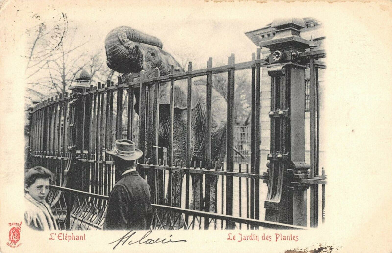 Carte postale ancienne Paris 5e Jardin Des Plantes L'Elephant à Paris 5e