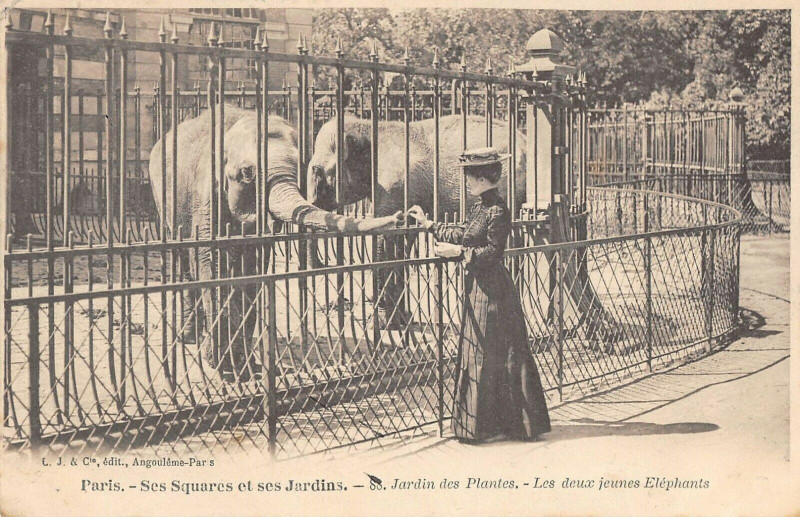 Carte postale ancienne Paris 5e Jardin Des Plantes Les Deux Jeunes Elephants à Paris 5e