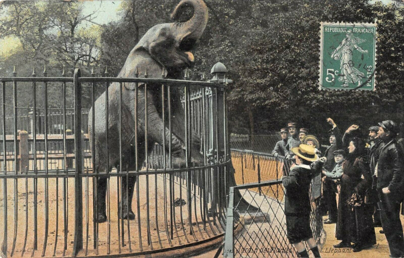 Carte postale ancienne Paris 5e Jardin Des Plantes L'Elephant à Paris 5e