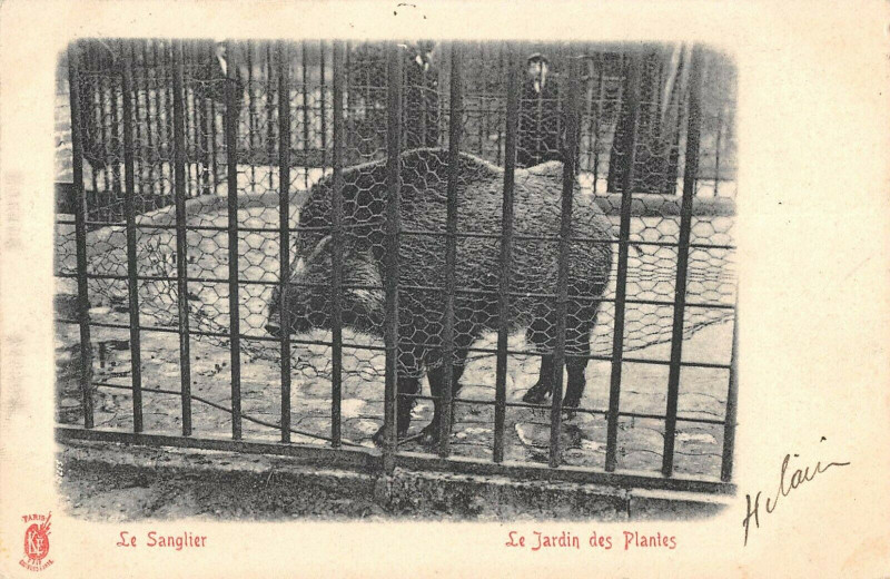 Carte postale ancienne Paris 5e Jardin Des Plantes Le Sanglier à Paris 5e