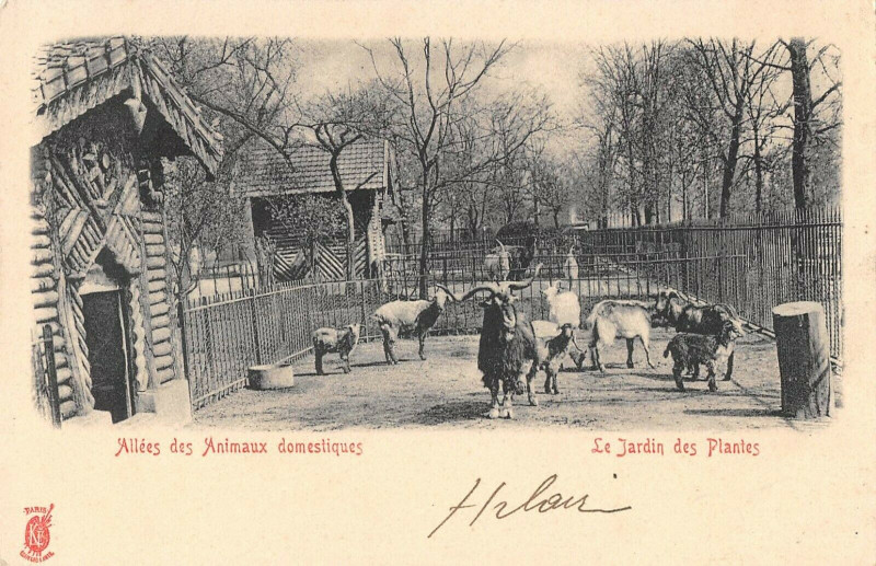 Carte postale ancienne Paris 5e Jardin Des Plantes Allees Des Animaux Domestiques à Paris 5e