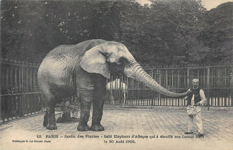 Carte postale ancienne Paris 5e Said Elephant D'Afrique Qui A Etouffe Son Cornac Neff à Paris 5e