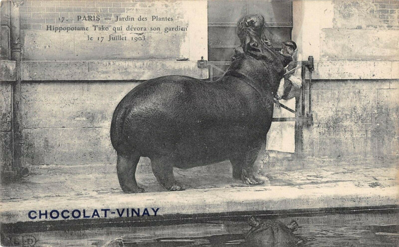 Carte postale ancienne Paris 5e Jardin Plantes Hippopotame Tako Qui Devora Son Gardien à Paris 5e