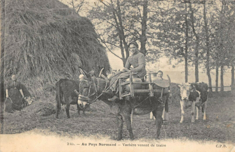 Carte postale ancienne Au Pays Normand Vachere Venant De Traire