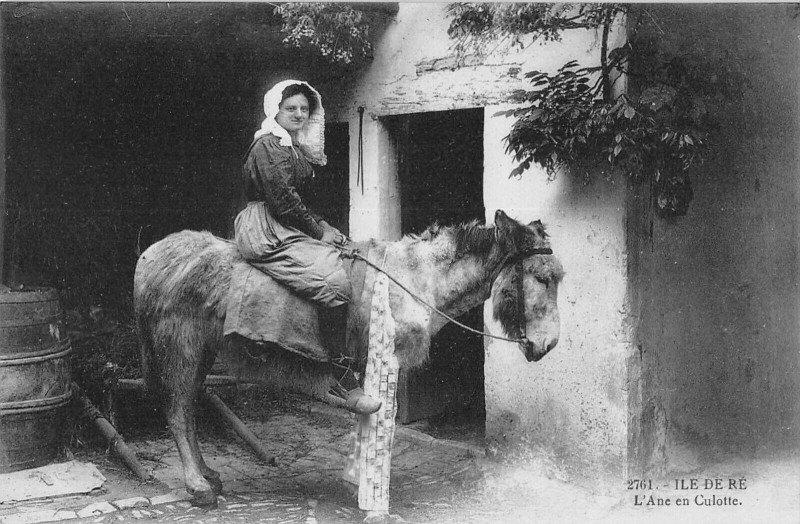Carte postale ancienne Ile De Re L'Ane En Culotte