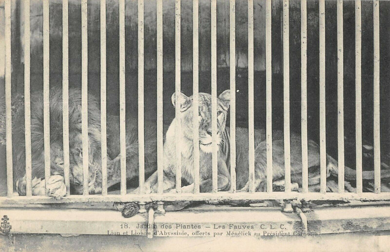 Carte postale ancienne Paris Jardin Des Plantes Les Fauves Lions D'Abyssinie à Paris