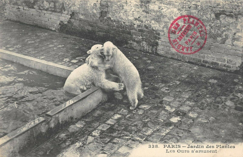 Carte postale ancienne Paris Jardin Des Plantes Les Ours S'Amusent à Paris