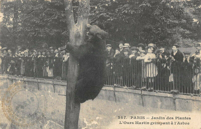 Carte postale ancienne Paris Le Jardin Des Plantes L'Ours Martin Grimpant A L'Arbre à Paris