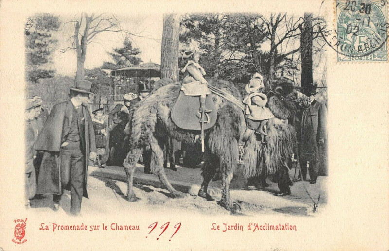 Carte postale ancienne Le Jardin d'Acclimatation - La Promenade sur le Chameau à Neuilly-sur-Seine
