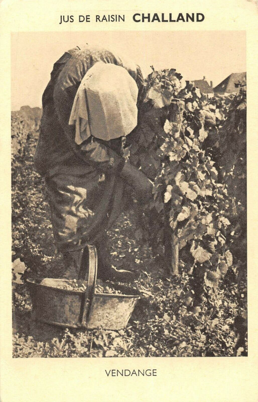 Carte postale ancienne Jus De Raisins Challand Vendange Dans Le Jura