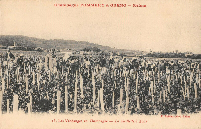 Carte postale ancienne Reims Pommery Greno Les Vendanges En Champagne La Cueillette A Avize à Reims