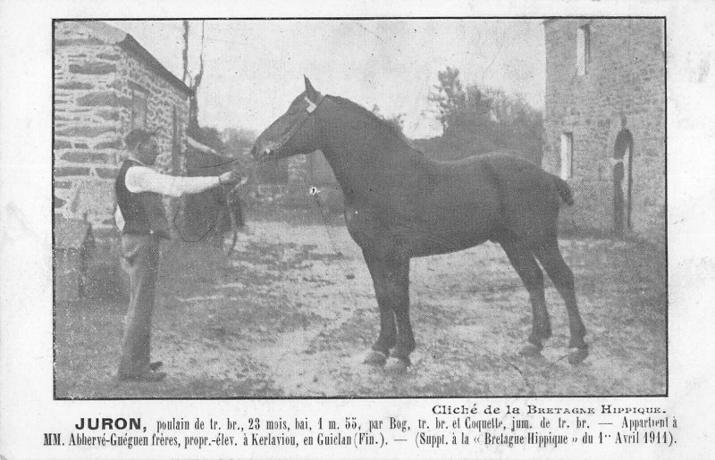 Carte postale ancienne Bretagne Hippique Juron Poulain De Trait A Mr Abherve Gueguen Kerlaviou