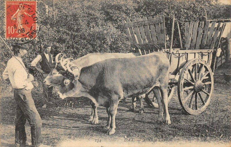 Carte postale ancienne Dax Attelage Landais à Dax